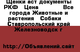 Щенки аст документы РКФ › Цена ­ 15 000 - Все города Животные и растения » Собаки   . Ставропольский край,Железноводск г.